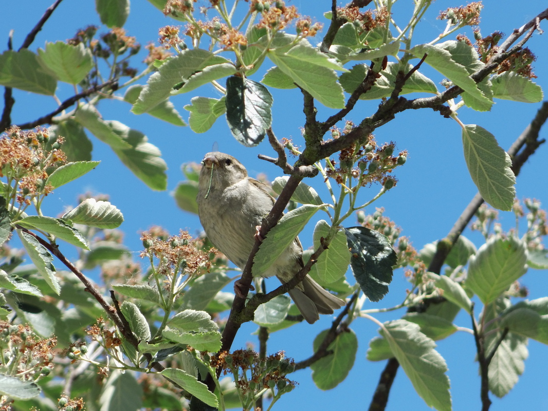 ein Spatz mit eine libelle im schnabel