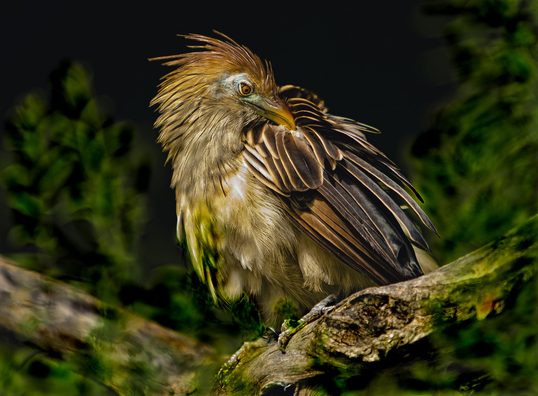 colorful Bird
