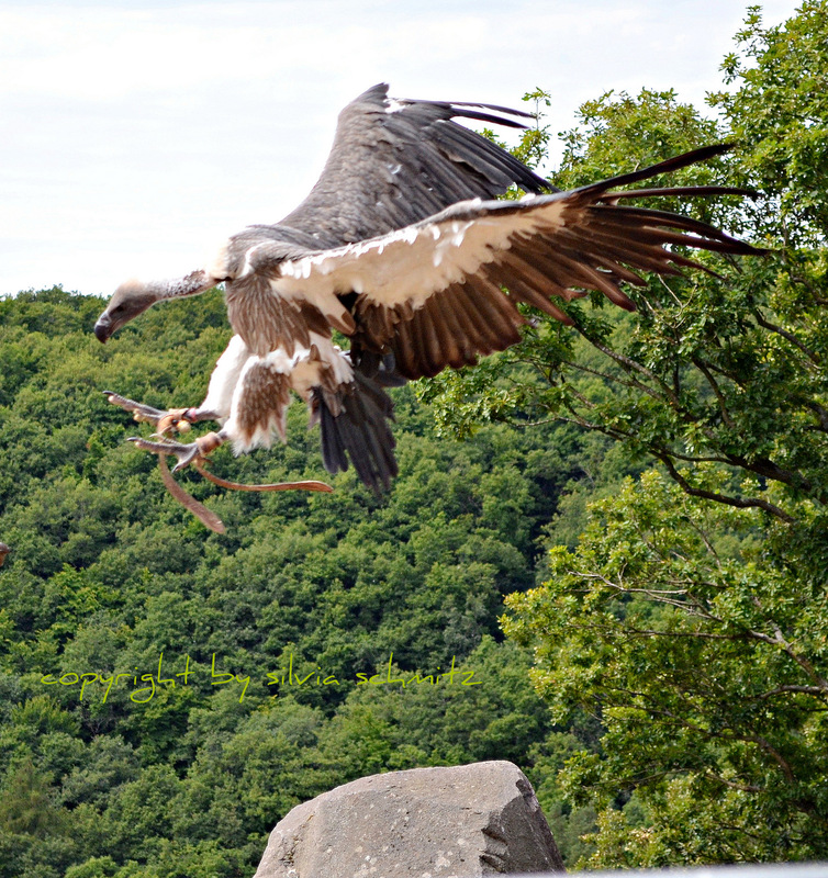ein geier beim anflug