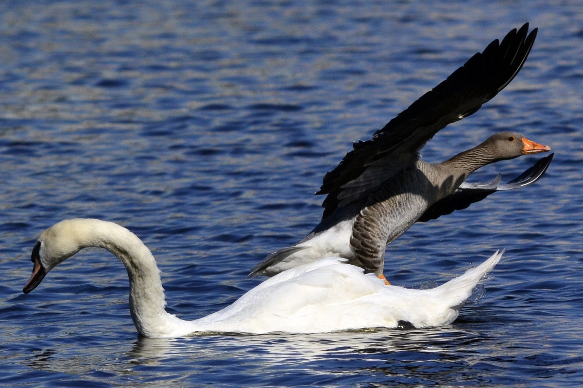 graugans und schwan