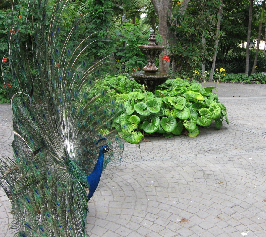 Pfau in einem Park auf Gran Canaria...Juni 2013