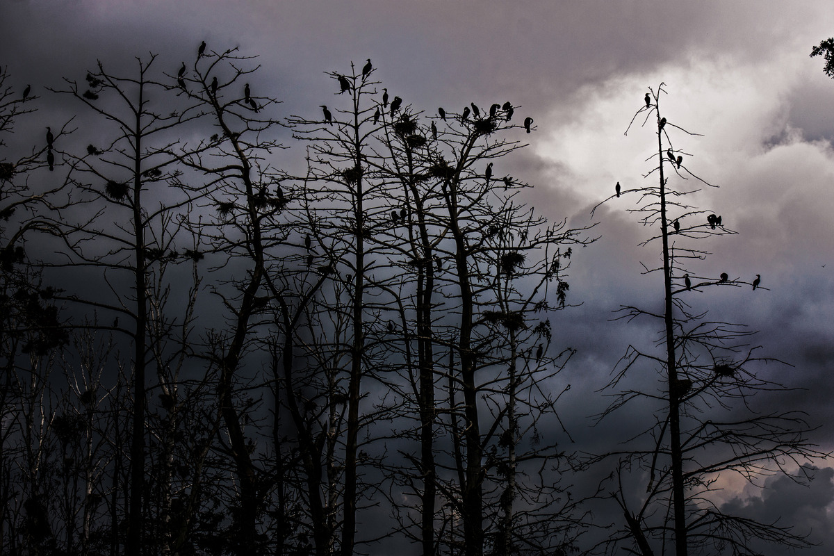dark n´ cloudy Kormoran-Bay