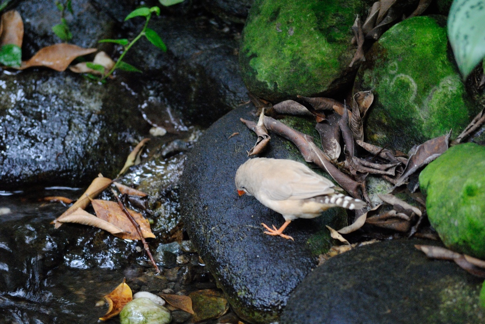Vögel