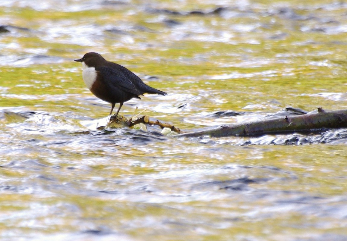 W-Amsel