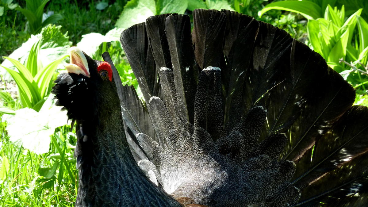 Auerhahn