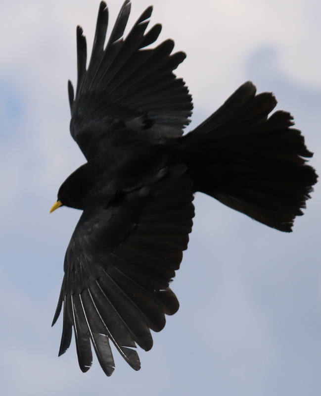 Im Flug