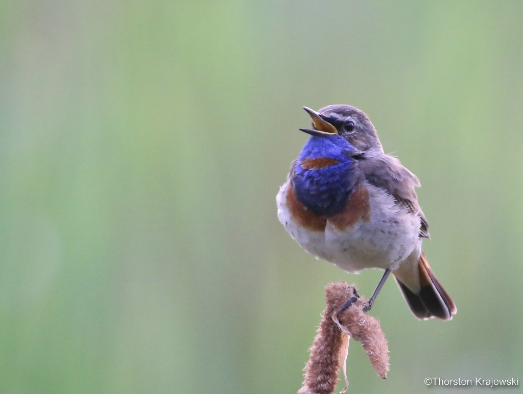 Ein Blaukehlchen