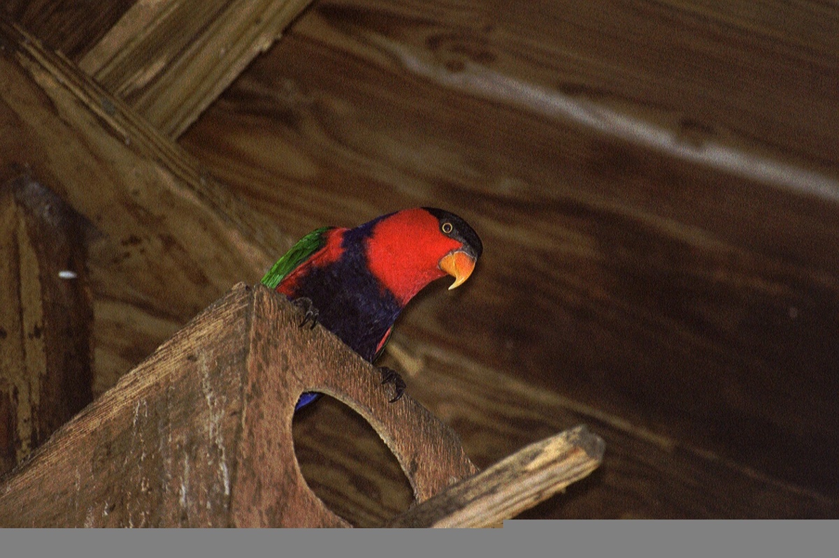 ein Vogel