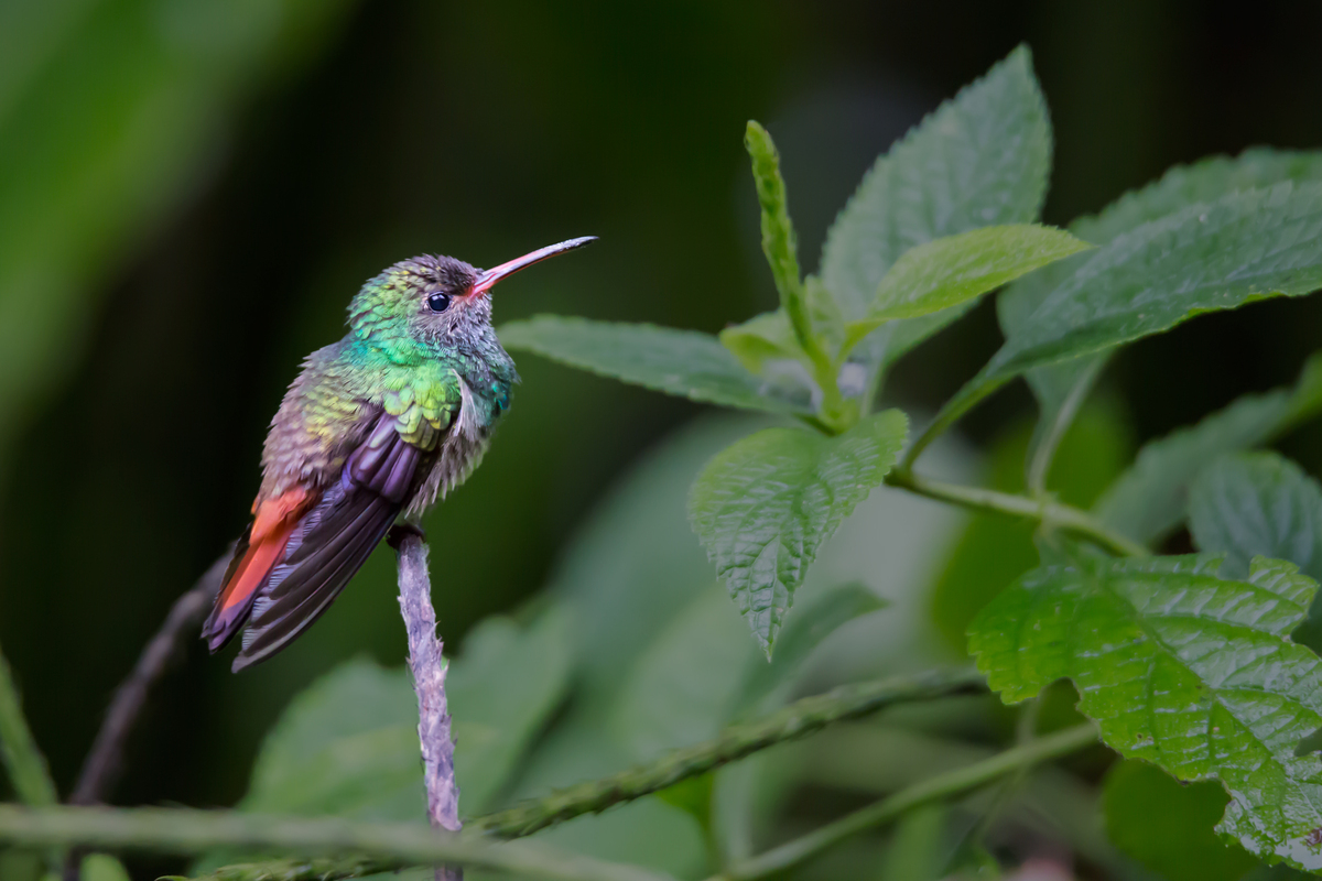 Kolibri