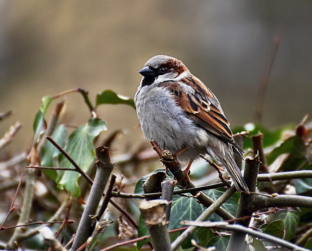 Spatz 3