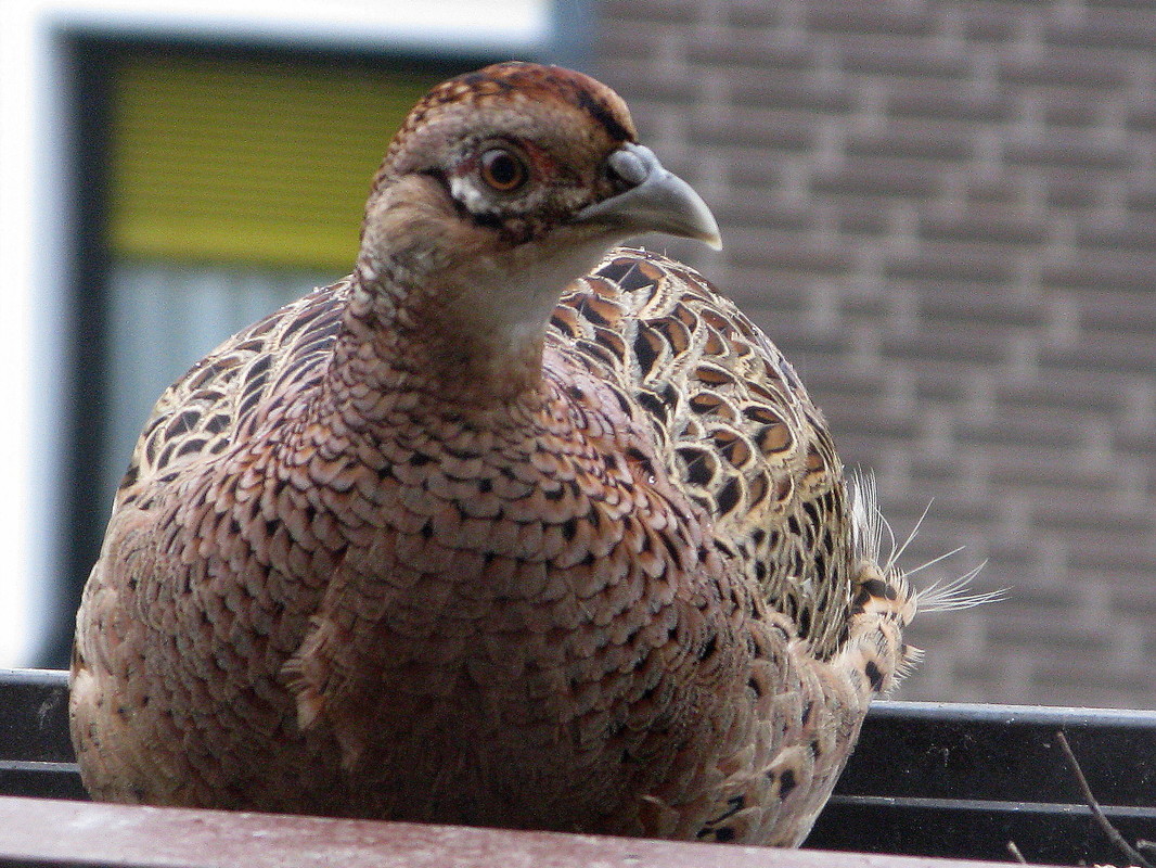 Besuch auf unserem Balkon Fasanenstr. 5 in Vechelde am 10. April 2013 --- 5. Foto ---