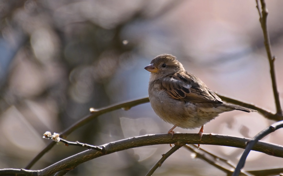 Vögel in der Stadt - Sperling