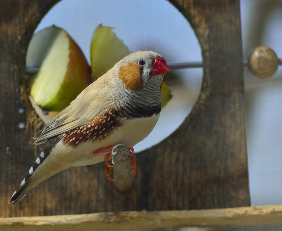 Vogel 1