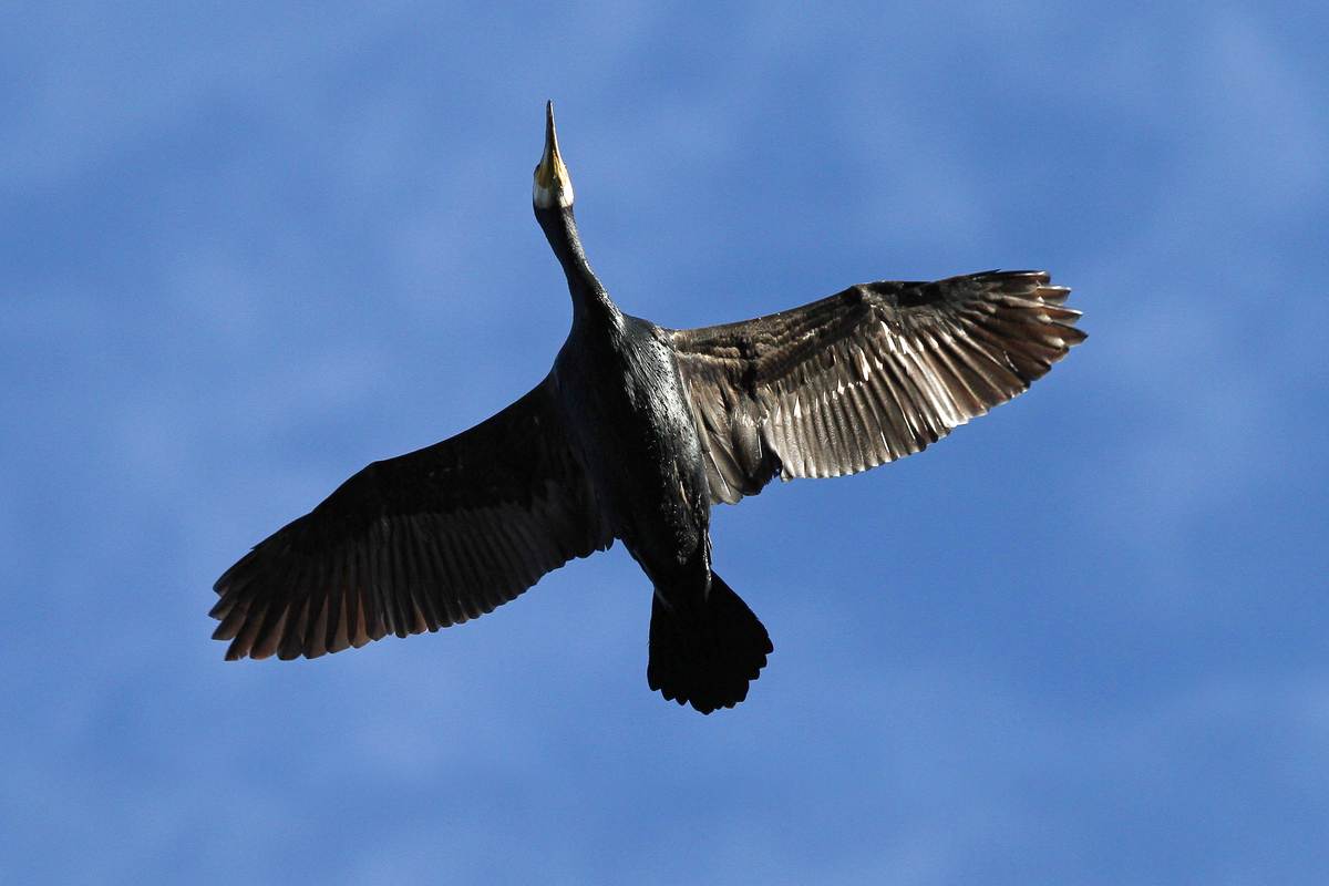 Überflug