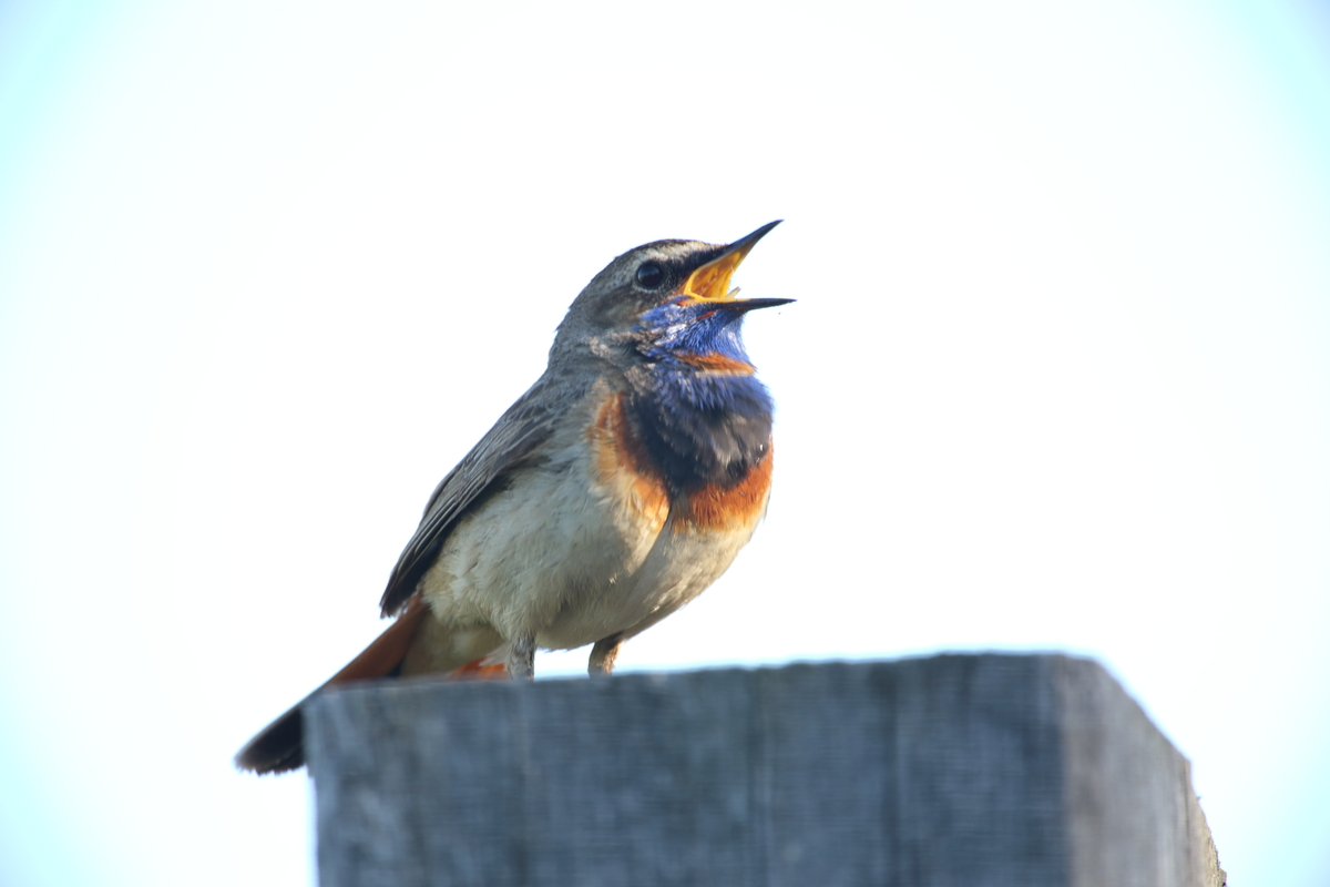 singendes Blaukehlchen