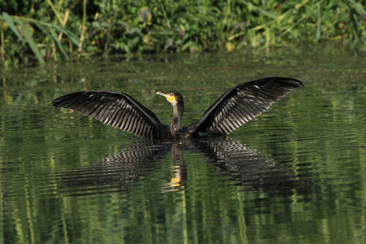 Kormoran - Kurz vor dem Start!