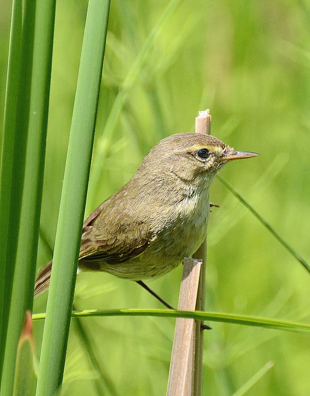 Grauschnäpper