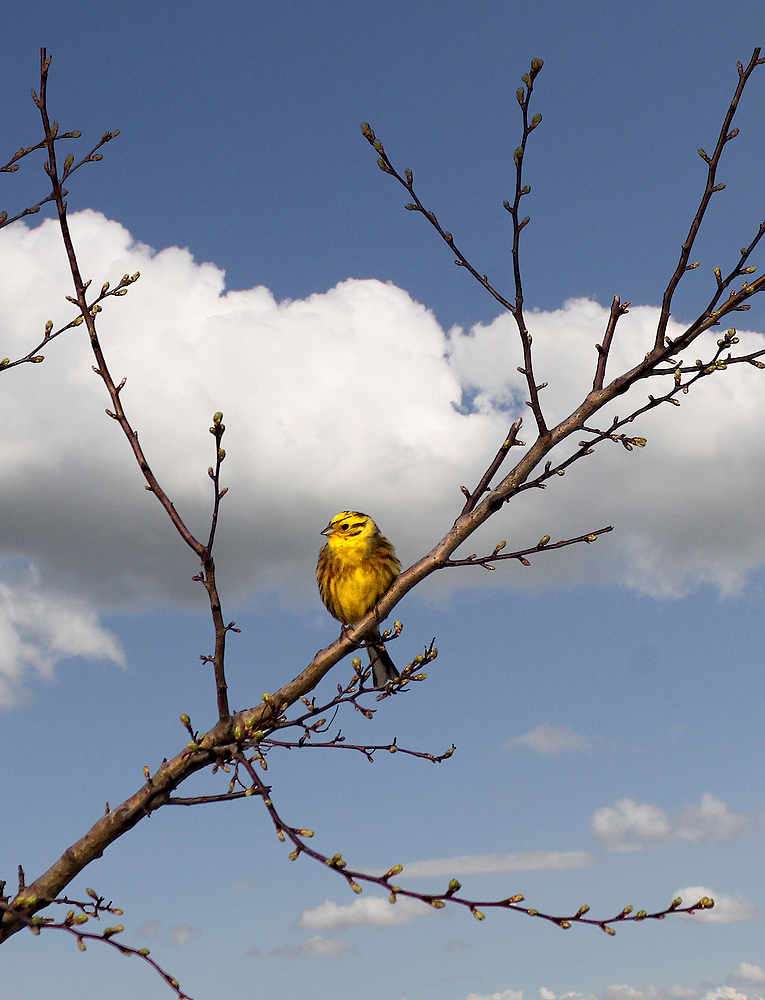 Goldammer (Emberiza citrinella)