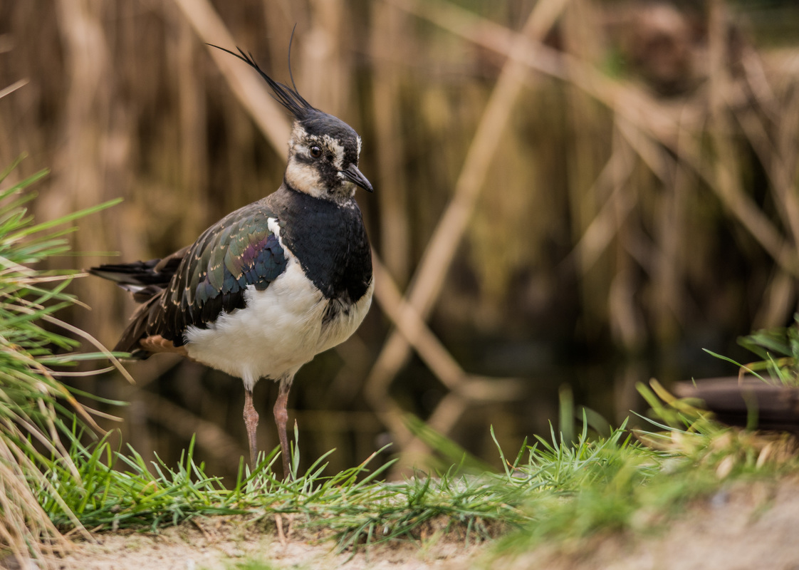 Kibitz in den Dünen