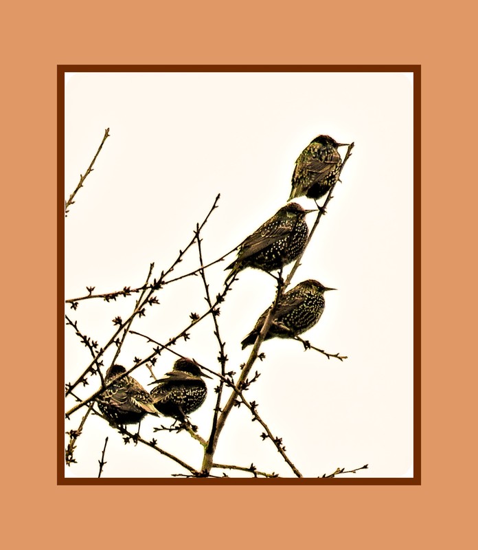 Ausschau nach dem Frühling.............