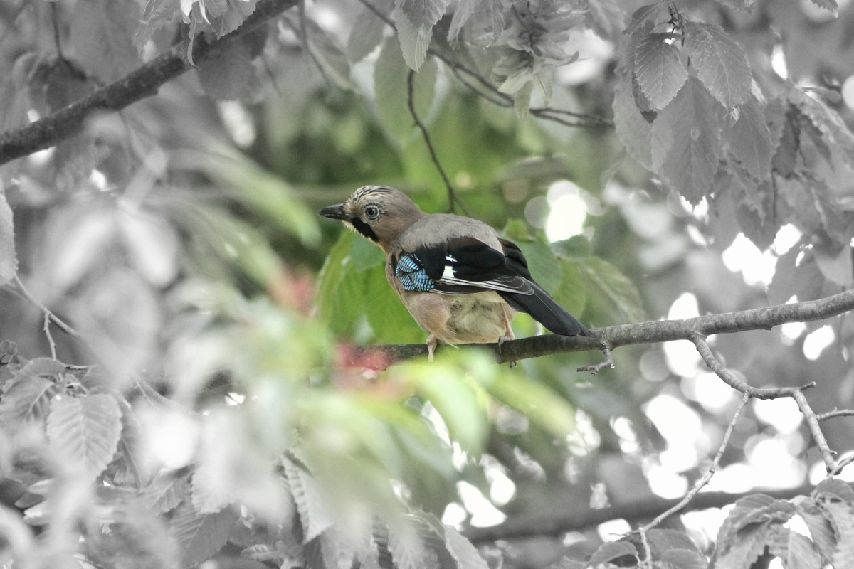 ..was guckst Du ..??