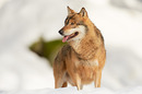 Wolf im Schnee Canis Lups