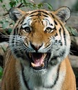Fotos_Raubtiere (Wildtiere)