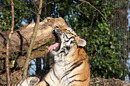 Fotos_Raubtiere (Wildtiere)
