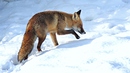 Wildlife - Fuchs im verschneiten Winkhauser Bachtal