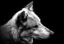 Fotos_Raubtiere (Wildtiere)