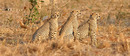 Fotos_Raubtiere (Wildtiere)