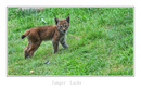 junger luchs