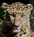 Leopart der2.