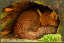 Wachsamer Fuchs