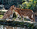 Serval