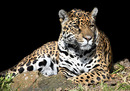 Fotos_Raubtiere (Wildtiere)