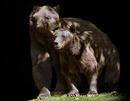 Fotos_Raubtiere (Wildtiere)
