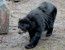 Fotos_Raubtiere (Wildtiere)