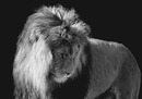 Fotos_Raubtiere (Wildtiere)