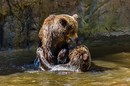 Fotos_Raubtiere (Wildtiere)