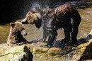 Fotos_Raubtiere (Wildtiere)