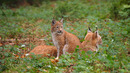 Fotos_Raubtiere (Wildtiere)