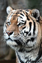 einfach nur Tiger