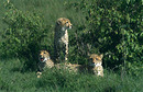 3 Miezen für Charly