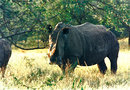 Nashorn