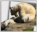 Eisbären 