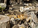Fotos_Raubtiere (Wildtiere)