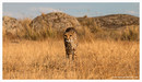Fotos_Raubtiere (Wildtiere)