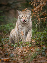 Luchs