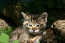 Fotos_Raubtiere (Wildtiere)